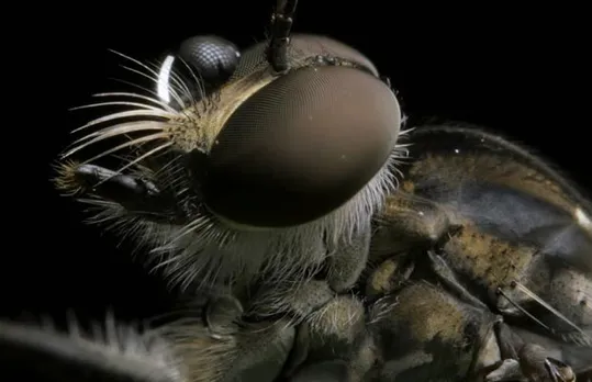 Insect Eyes Inspire New Solar Cell