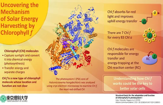 Chlorophyll Molecule Could Be Key to Better Solar Cells: Study