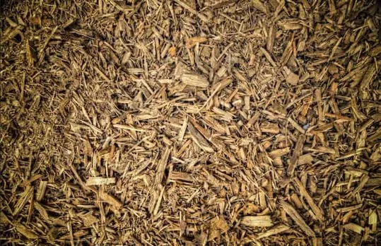 “Green” Credentials of Biomass Energy Challenged by Korean Solar Industry