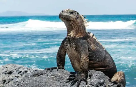 lizard at Galapagos