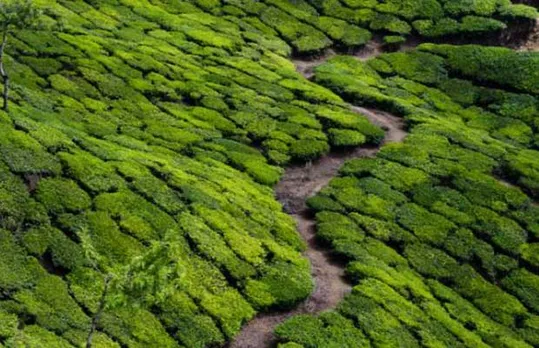Solar Plants in Tea