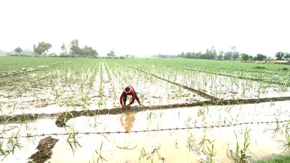 A sugarcane farmer in Lakhmirpur Kheri on his field. Photo by Tej Prakash Bharadwak