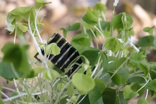 Researchers Develop Biodegradable Solar Cell for Agricultural Use