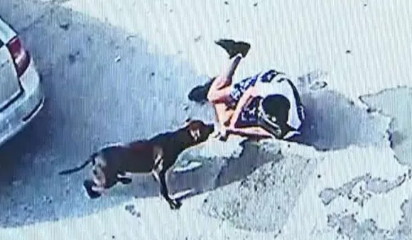 Dog attack, credit: Sky News