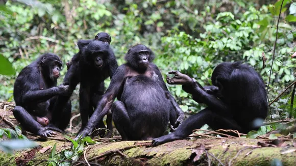 Female Bonobos