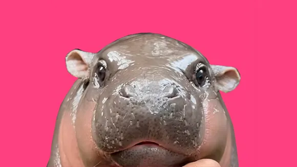 pygmy hippo moo deng