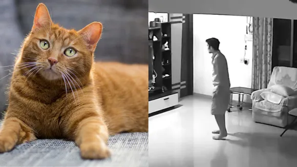 Cat gets thief caught by Hindustan Times and CDC