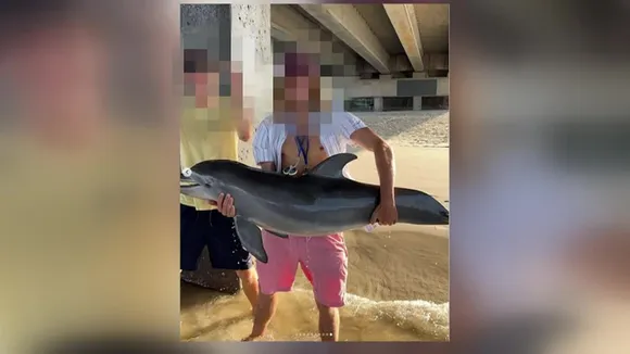 dolphin.jpeg