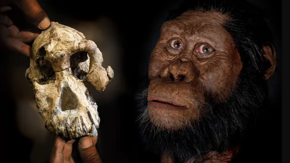 lucy fossil
