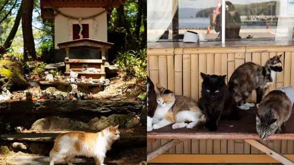 cat island
