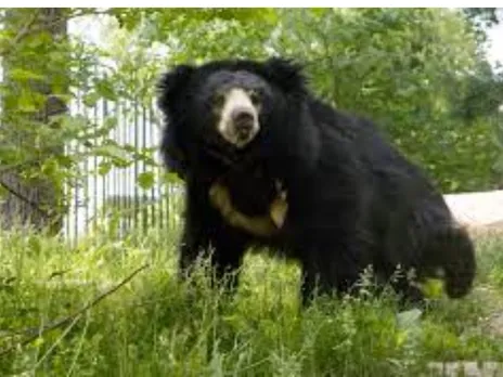 Karnataka: Woman Rescues Husband And Brother From Bear Attack	