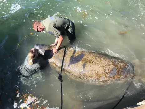 Florida Deputy holding exhausted manatee