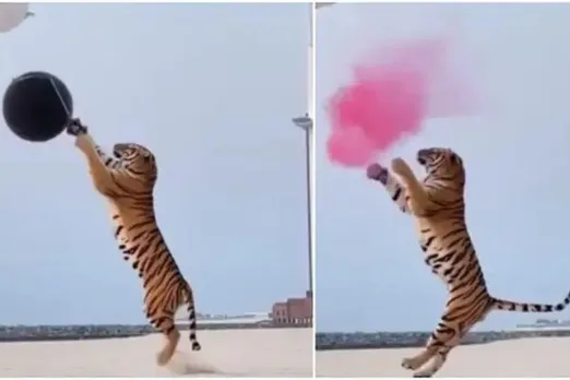 tiger for gender reveal party