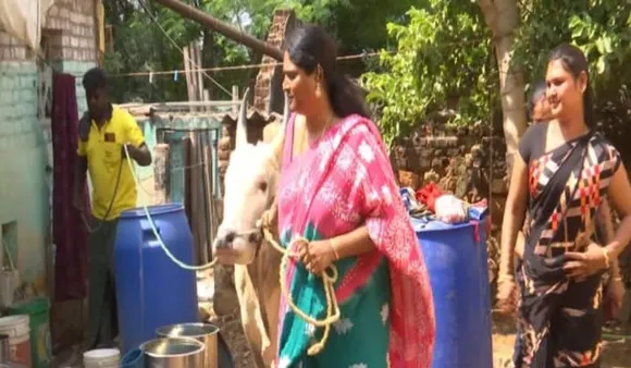 Transgender Trains Bulls