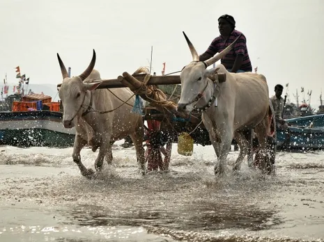 Meet India's Environmentalists: Tanvi Vaidyanathan who is saving sea horses