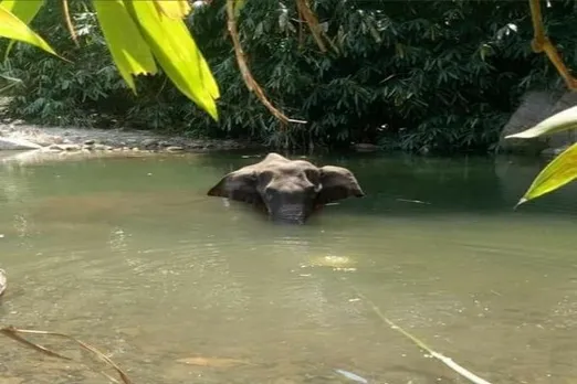 Kerala Elephant