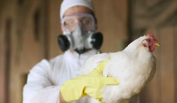 What Is H3N8 Flu, FAQs About Bird Flu