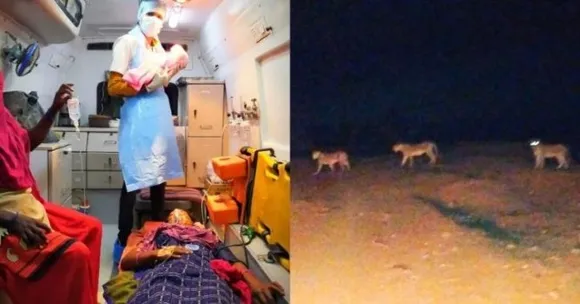 Woman Delivers Baby While Lions Guard
