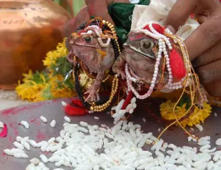 Frog Wedding