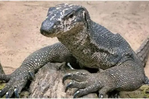 Monitor lizard gangrape