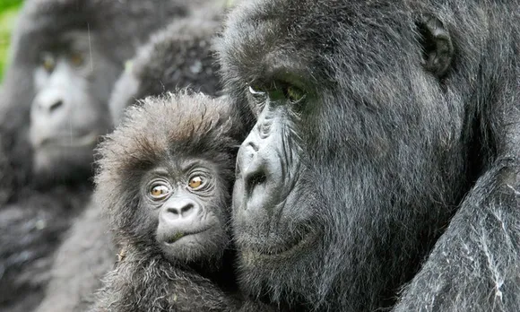 Women In Congo Helping Primates