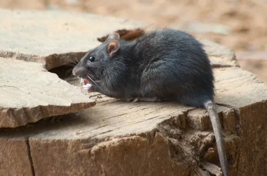 Hantavirus