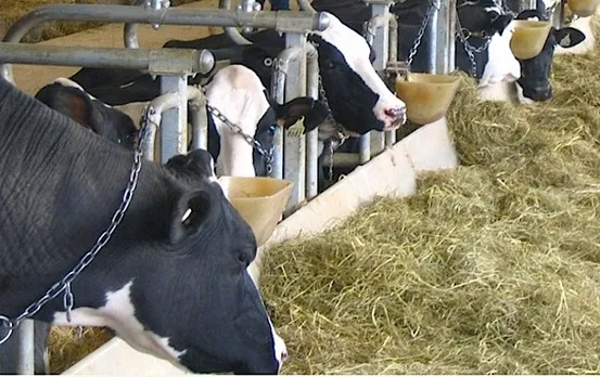 PETA ad compares cows with rape victims