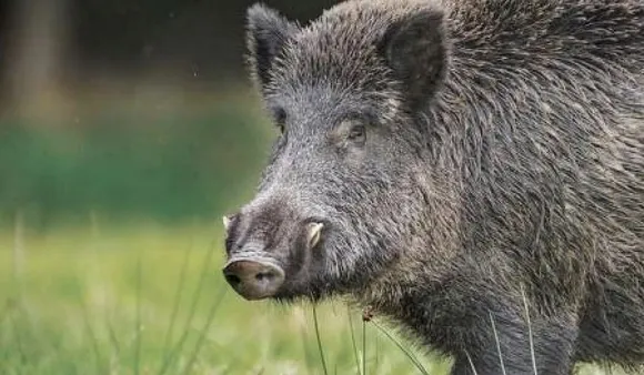 Mother Dies Saving Daughter, Woman Died Saving Daughter From Wild Boar