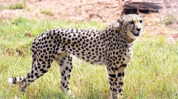 Female Cheetah Sasha