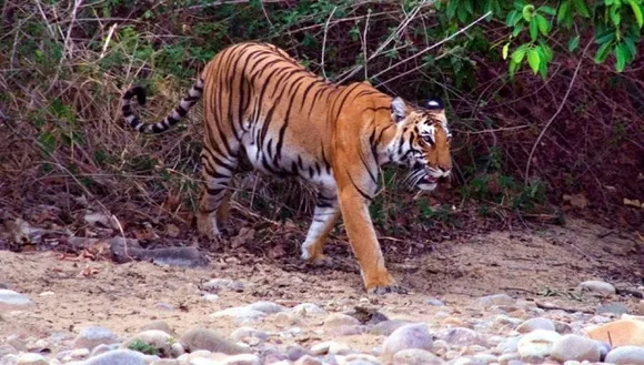 Tigress Avni Killing: Maneka Gandhi Condemns, Calls Out Forest Minister