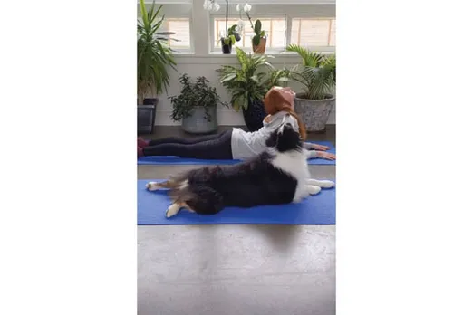 dog doing yoga