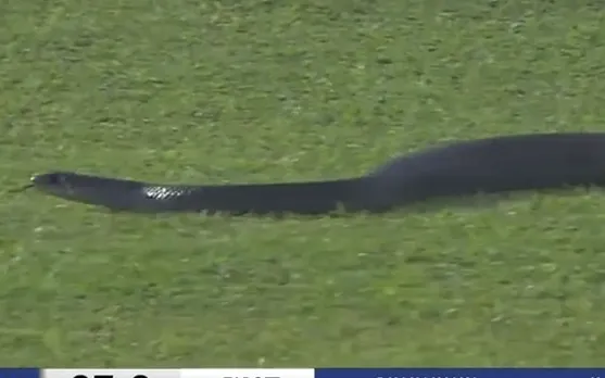 WATCH: Snake interrupts nail-biting game between Galle Titans and Dambulla Aura in LPL 2023