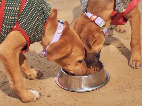 Salty Bark Out Loud CSR Initiative Supports Stray Dogs