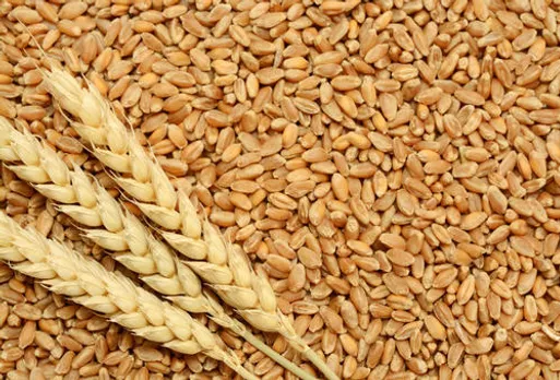 wheat production