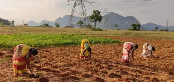 Walmart Foundation, Women farmers transplanting tomato at Baghmundi in Purulia district, a PRADAN site in West Bengal