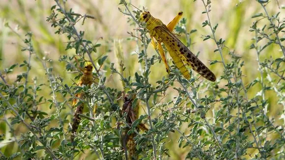 locusts india