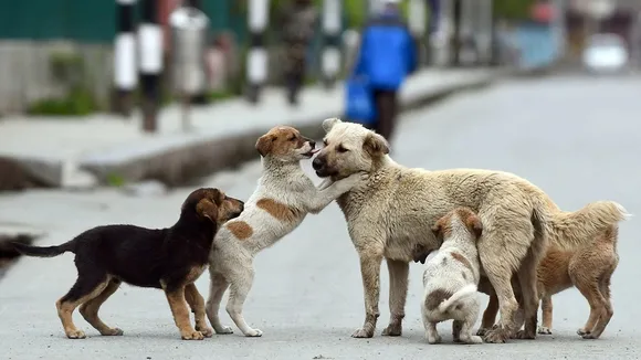 stray dogs