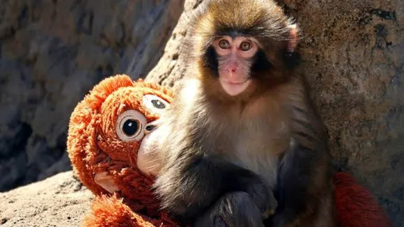 punch the monkey reaction