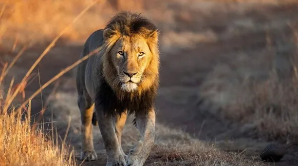 documentaries based on lions