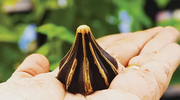 Types of Modak