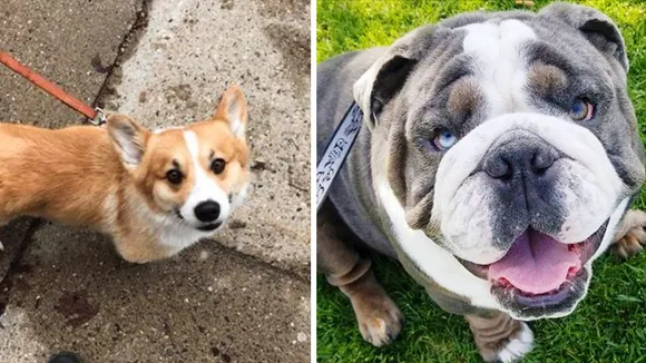 Dogspotting