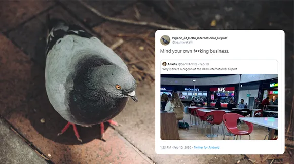 airport pigeon