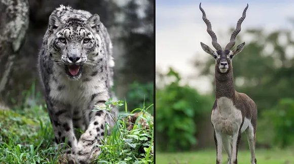 wildlife animals