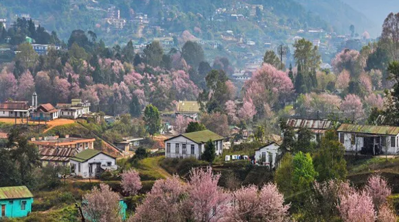 India's Cherry Blossom Festival