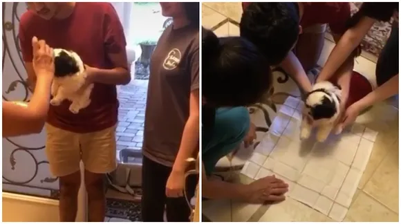 puppy's welcome home