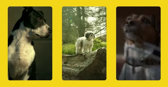 International Dog Day