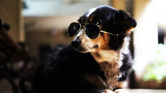 Facebook pages gives a glimpse of how personified animals can make life better