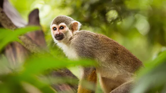 Wildlife Conservation Campaigns