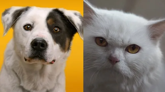 animal brand ambassadors