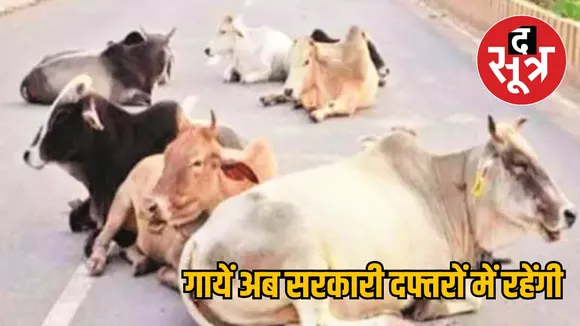 Chhattisgarh Congress Gau Satyagraha News the sootr